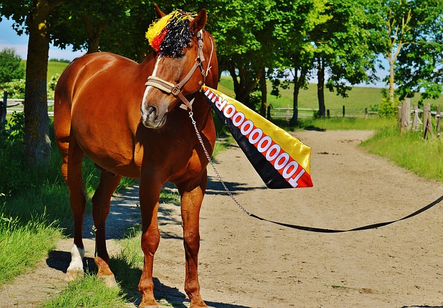 比赛的结果 比赛的结果